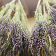Load image into Gallery viewer, Dried Lavender Buds